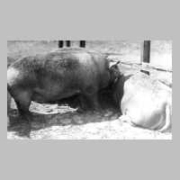 068-0023 Schlachtschweine vom Gut Neumuehl bei der Verladung in Allenburg.jpg